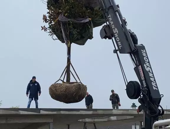 Immergrüner Magnolien mit dem Hahn transportieren - volskyi-garden.at