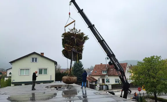 Grosse Beume mit dem Hahn transportieren - volskyi-garden.at